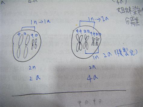 珠被 套數